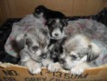 /album/fotogaleria-inicio-/a1333753116-346843108-3-schnauzer-miniatura-vendo-cali-jpg/