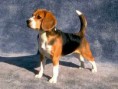/album/fotogaleria-inicio-/beagle-jpg/
