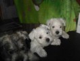 /album/fotogaleria-inicio-/cachorras-schnauzer-blancas-miniatura-mco-o-3028229205-082012-jpg/