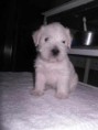 /album/fotogaleria-inicio-/cachorras-schnauzer-blancas-miniatura-mco-o-3028233111-082012-jpg/