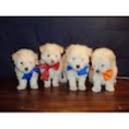 /album/fotogaleria-inicio-/ewopepwi-png/