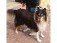 /album/fotogaleria-inicio-/pero-jpg/