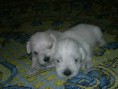 /album/fotogaleria-inicio-/perrita-schnauzer-miniatura-blanca-mco-f-2828452833-062012-jpg/